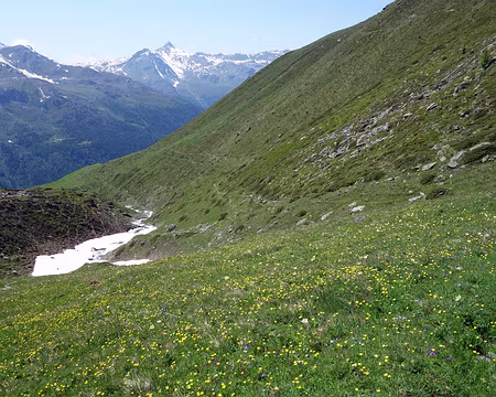 Picasa ...puis du jaune des fleurs.