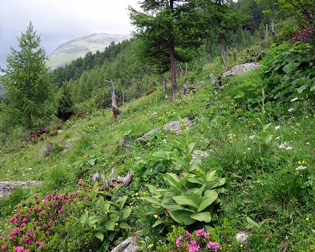 PXL080 Descente fleurie.
