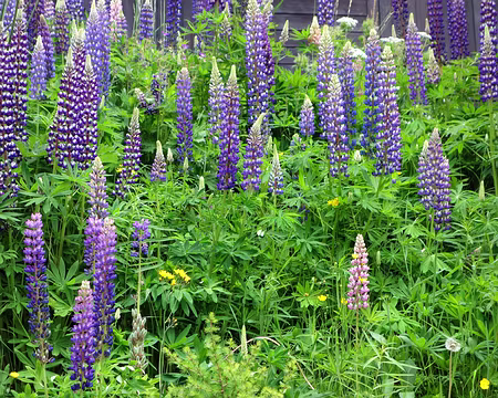 Picasa Lupins