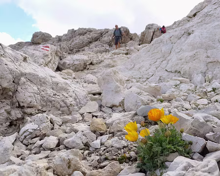PXL076 L'opiniâtreté des plantes.
