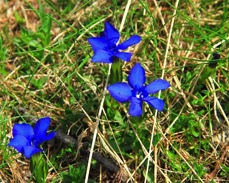 PXL007 Gentianes printanières.
