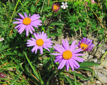 PXL013 Aster des Alpes.