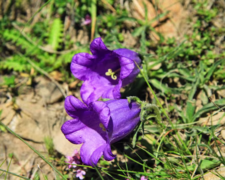 PXL021 Campanule des Alpes