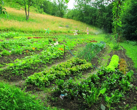 PXL038 Pour le repas de ce soir.