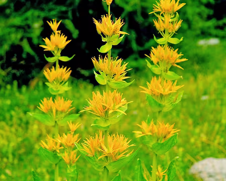 PXL043 Gentiane jaune