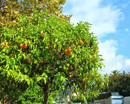 PXL177 Final à Menton.