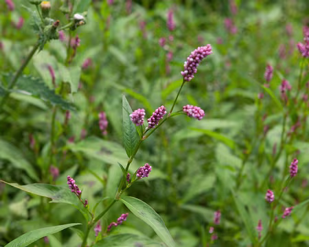 IMG_2932 Renouée persicaire (Persicaria maculosa Gray, 1821)