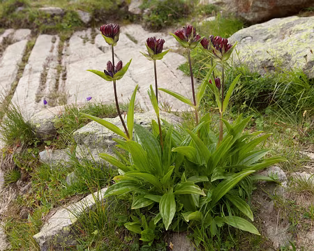 IMG_2982 Gentiane pourpre (Gentiana purpurea L.)