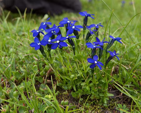 IMG_2995 Gentiane printanière (Gentiana verna L., 1753)
