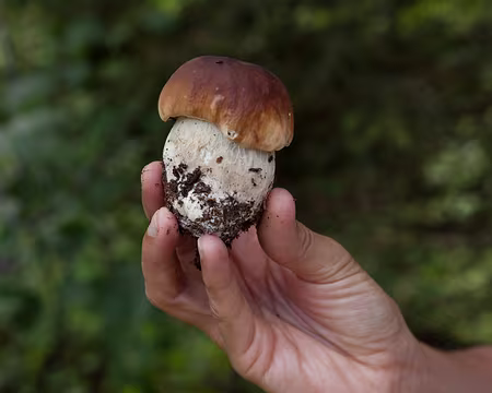 IMG_3147 Bolet de Bordeaux