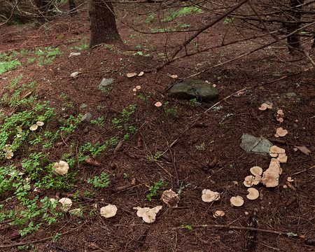 IMG_3173 Rond de sorcière