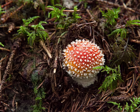 IMG_3176 Pas comestible !