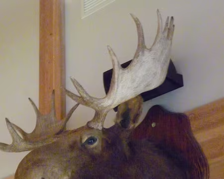 21 Parc de La Jacques Cartier orignal empaillé