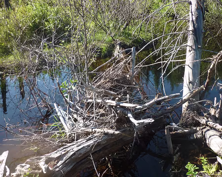 40 Barrage de castor