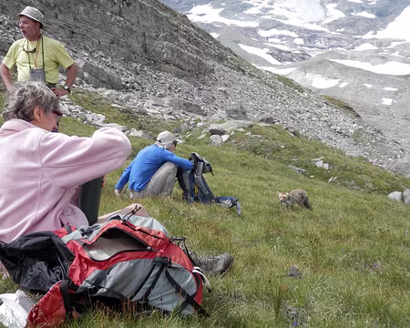 PXL010 Renard argresif