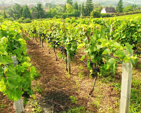 PXL037 Les pinots noirs sont presque à point