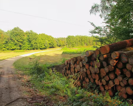 PXL043 Forêt d'Othe