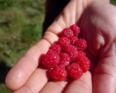 DSC00659z1430 Framboises