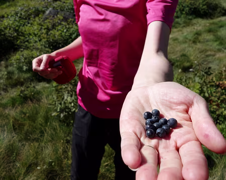 DSC00662 ou myrtilles ?