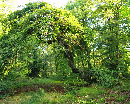 PXL023 Forêt de Verzy
