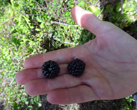 PXL044 Les mûres sont de belles tailles et très sucrées