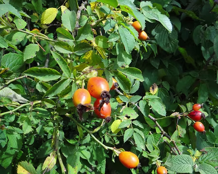 PXL045 Cynorrhodon ; lorsqu'ils sont blets, les fruits sont comestibles et très riches en vitamine C