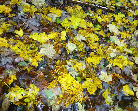 PXL031 On regarde beaucoup nos pieds sous la pluie !