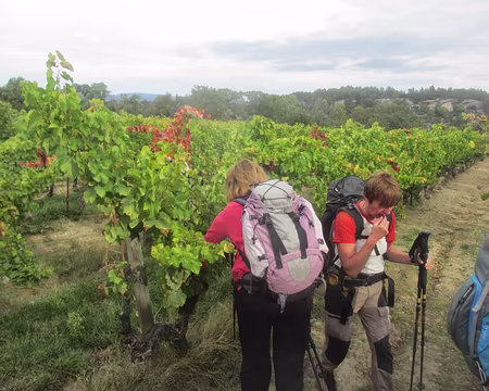 PXL000 il reste du raisin...