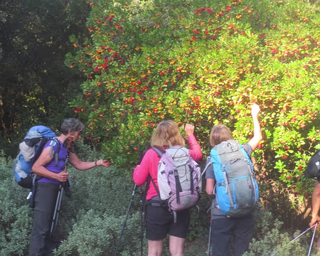 PXL044 cafistes et arbousiers