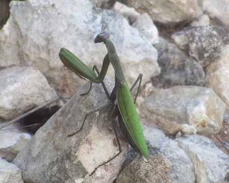 PXL152 Danger, mante religieuse