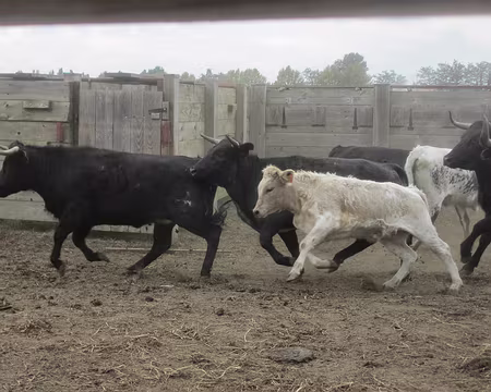 PXL161 c'est la porte de la Camargue