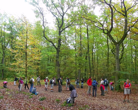 PXL002 Forêt Sainte-Apolline