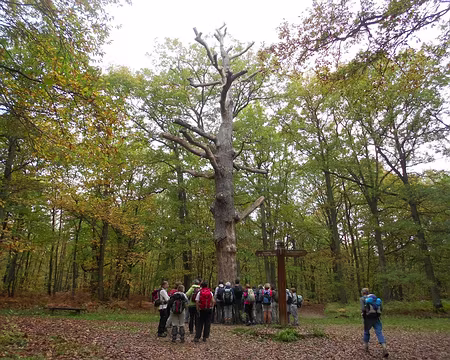 PXL003 Chronoxyle : viel arbre moribond en forêt de Sainte-Apolline au Carrefour Sainte-Eugénie