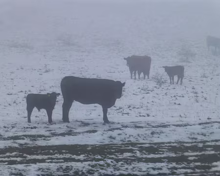 PXL029 Les vaches genevoises de Planvanel
