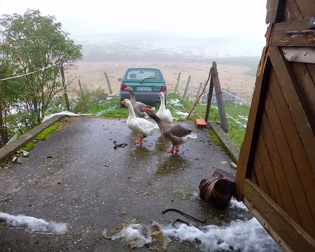 PXL030 Très bon accueil pour un pique-nique à l'abri à Planvanel : les oies nous font la fête