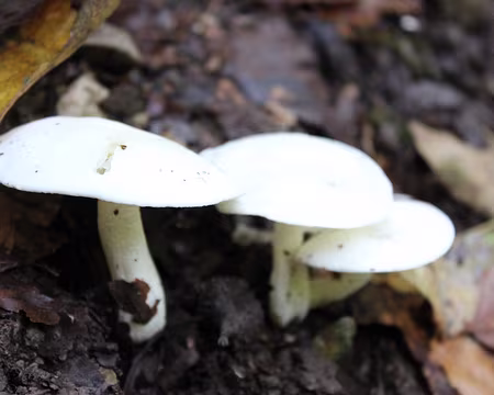 IMG_5511 Champignons...