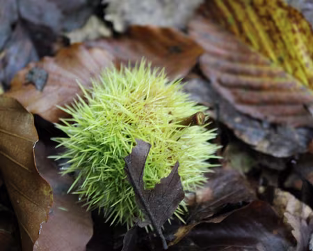 IMG_5512 Chataignes...