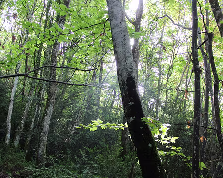 IMG_5513 mais pas encore de couleurs d'automne !