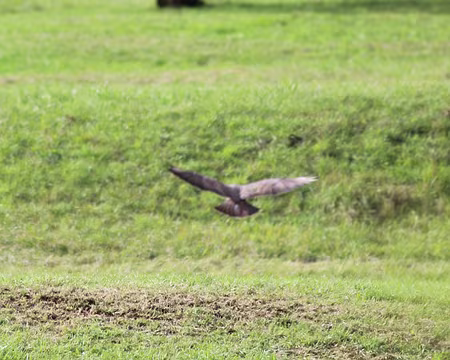 IMG_5564 A priori, une buse