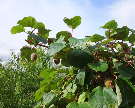 DSC00931 Les kiwis du Bourget