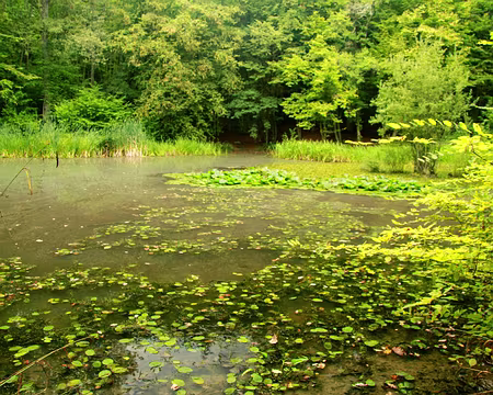 PXL015 Mare aux sylphes (et sylphides, créatures des mythologies gauloise et celte, entre le lutin et la fée)