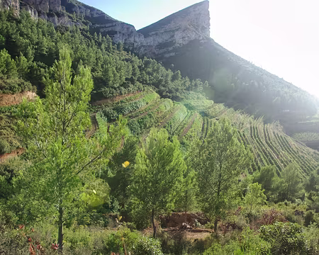 Petite montée pépère à travers les vignes Petite montée pépère à travers les vignes