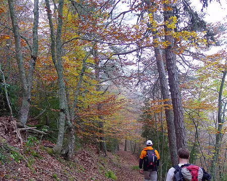 PXL004 Agréable sous-bois jonché de feuilles mortes, près de Gréolières-les-Neiges.