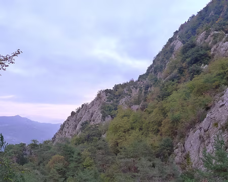 PXL007 Arbre en feu.