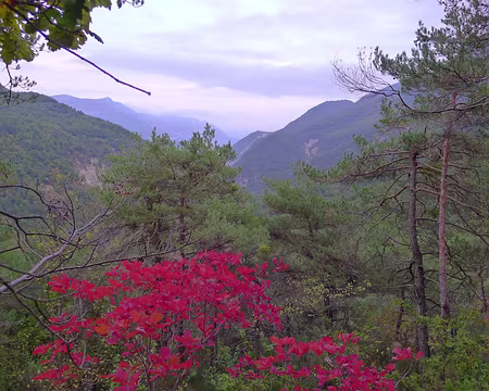 PXL010 Arbre en feu (bis).