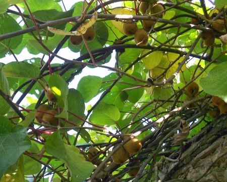 PXL011 Kiwis à Saint-Sulpice-de-Favières