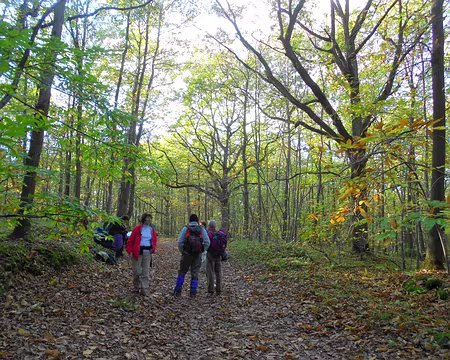 PXL022 Bois de Chantropin, près de St-Chéron