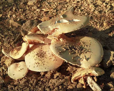 PXL004 Tous les champignons sont comestibles…certains, une fois seulement !