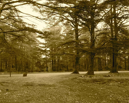 PXL058 Forêt de cèdres