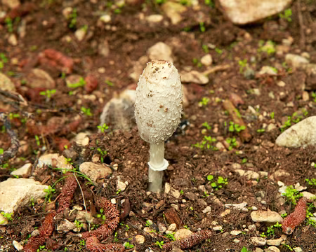 PXL071 Coprin chevelu.